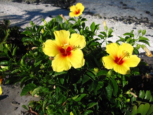 hawaii-flower2.jpg